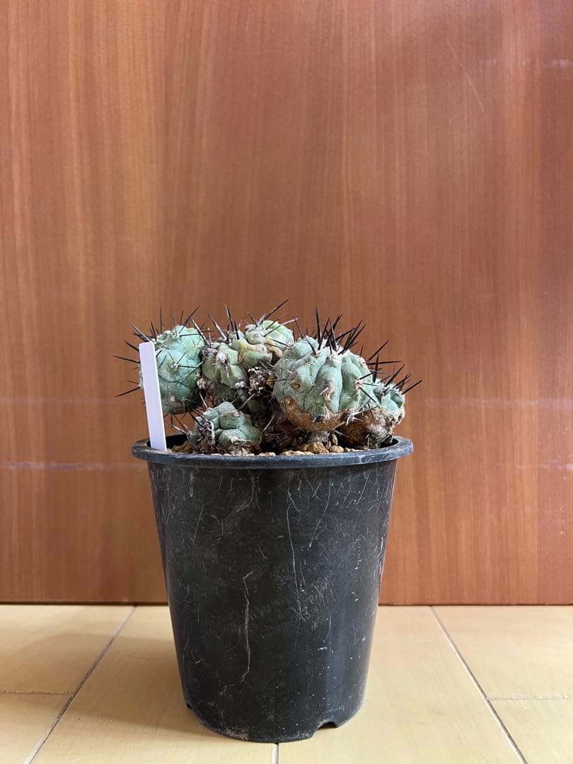 黒王丸 実生 群生 コピアポア