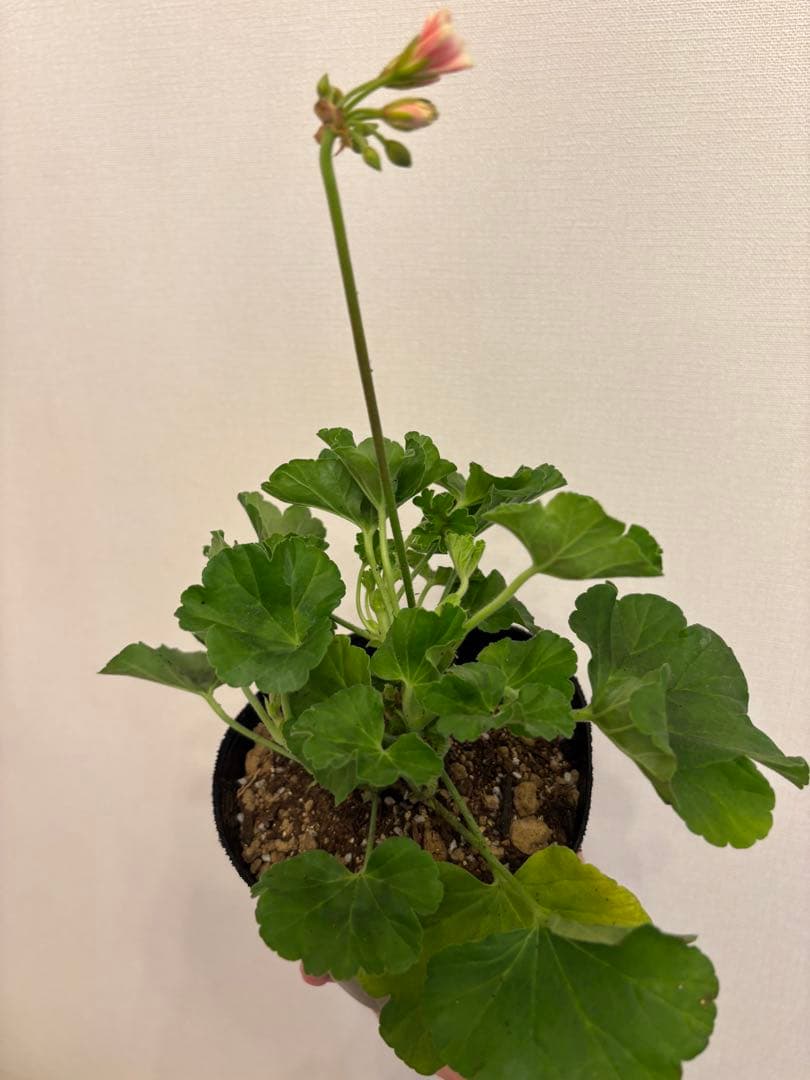 専用リンク　蕾付き　日本初ゼラニウム　希少品種ゼラニウム