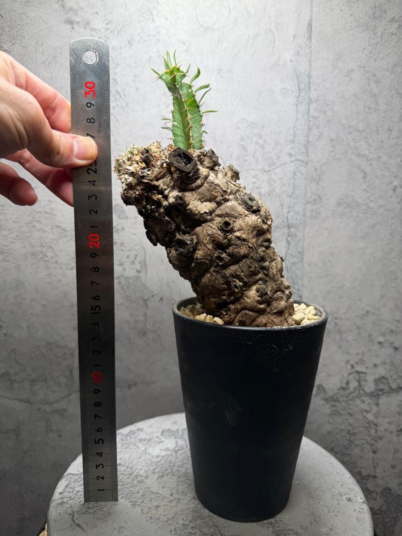 ユーフォルビア　ムランジーナ　発根済み