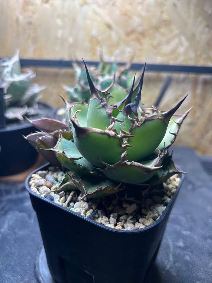 チタノタ　ノーネーム　コンパクタ　ボールタイプ　子株付き