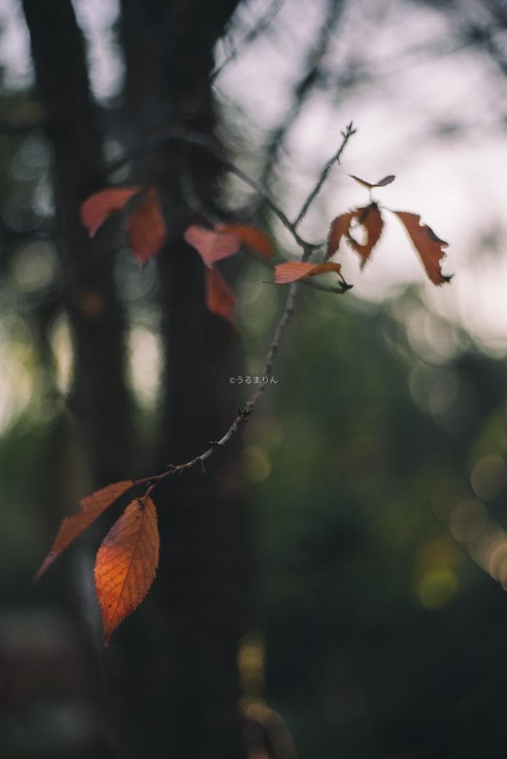 光学美品！隠れた銘玉！CONTAX Planar 50mm F1.7 AEJ