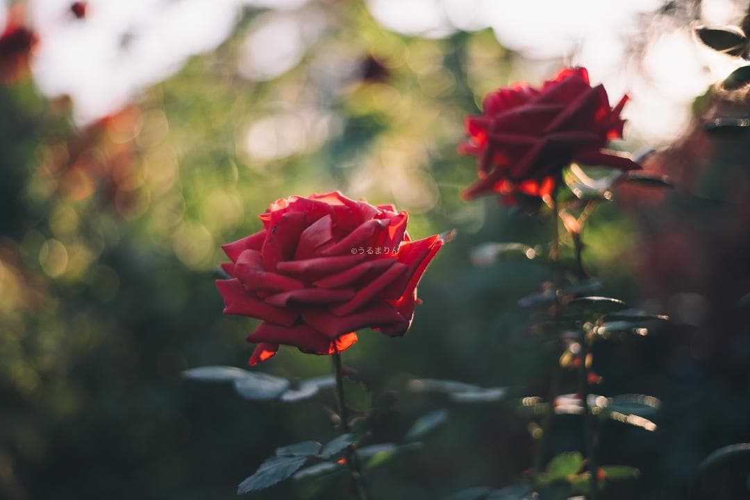光学美品！隠れた銘玉！CONTAX Planar 50mm F1.7 AEJ