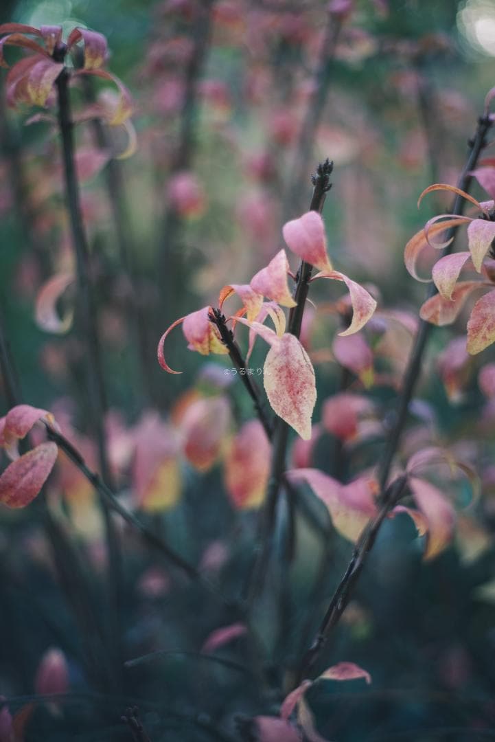 光学美品！隠れた銘玉！CONTAX Planar 50mm F1.7 AEJ