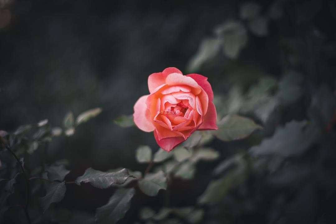 光学美品！隠れた銘玉！CONTAX Planar 50mm F1.7 AEJ