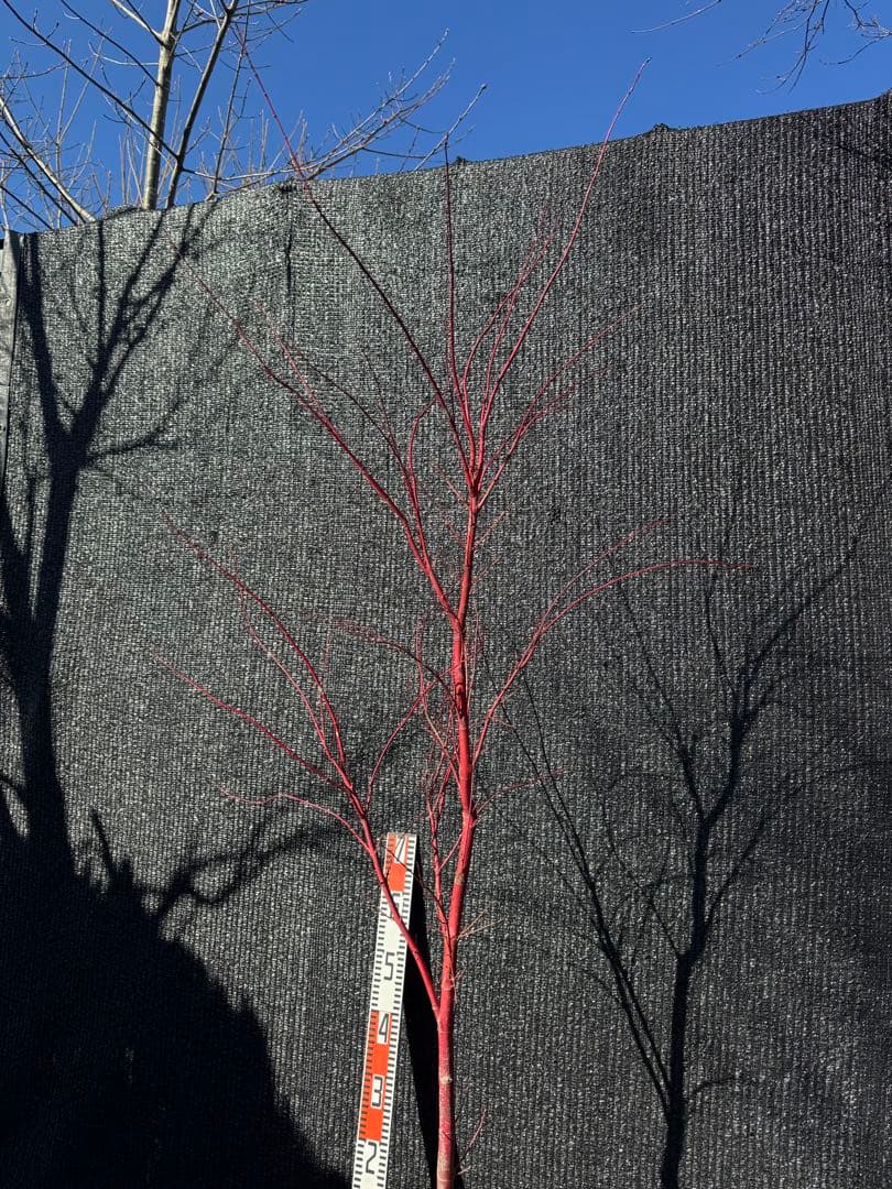 モミジ　サンゴカク　【品番3521】