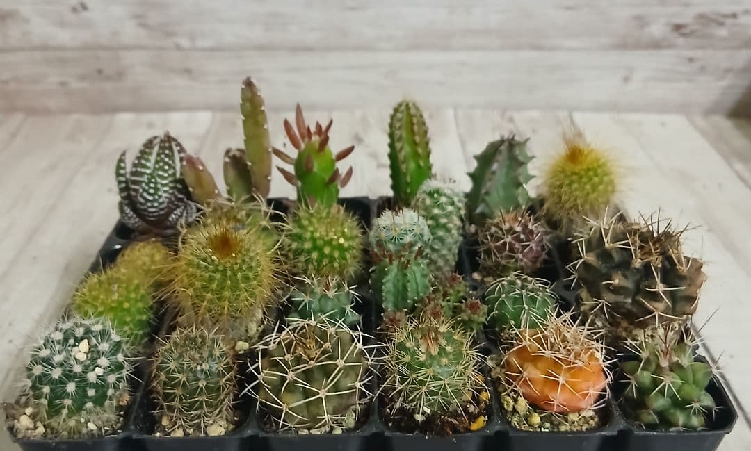 【②】多肉植物　ミニサボテン　抜き苗　24個【ネコポス発送】