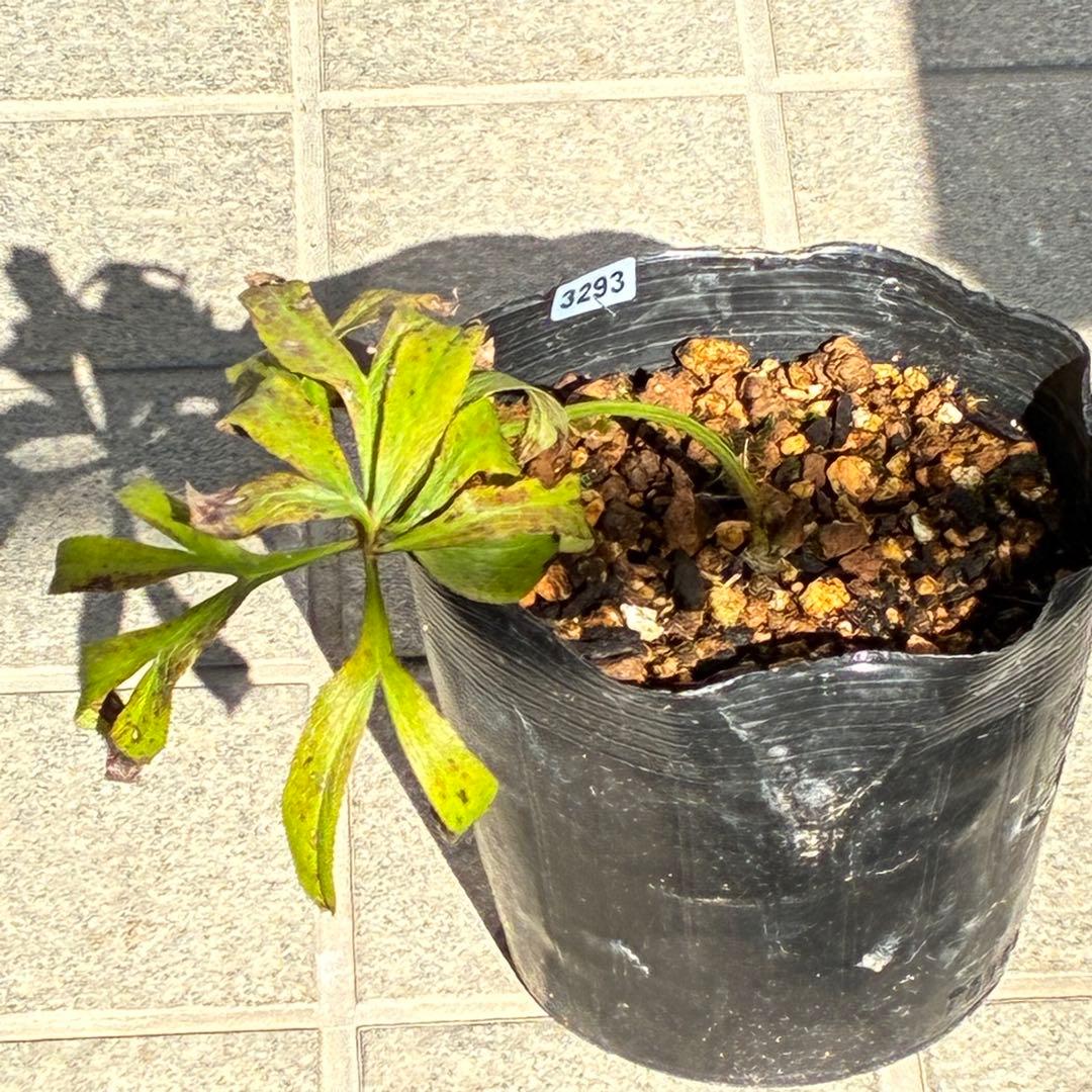 ヒ*イ様 ❤️根パンパン❤️⭐️超⭐️沢山新芽❤️3293⭐️SD⭐️herce