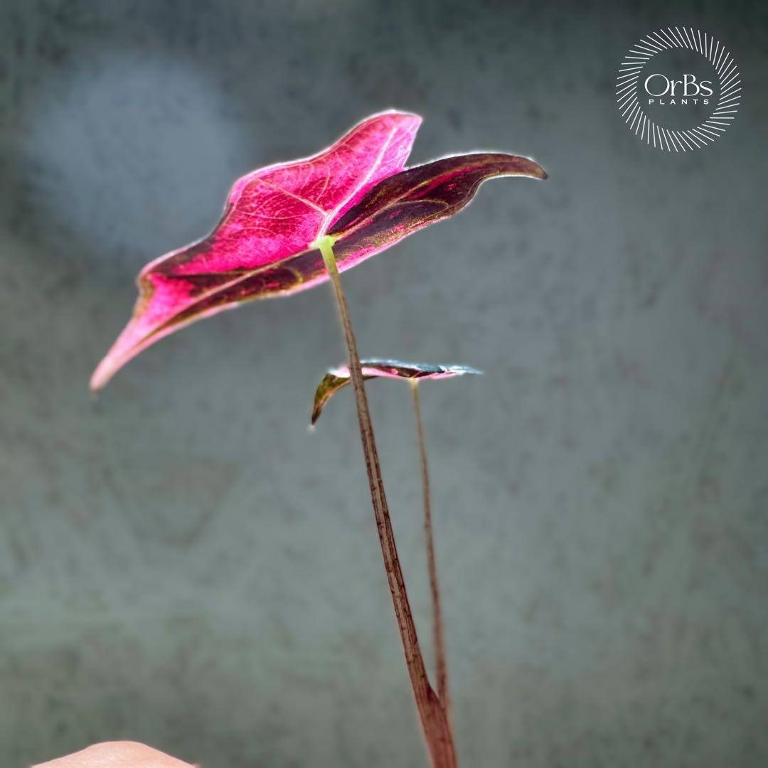 最終価格【芋から育成】アロカシア ノビリス ピンク斑入り 良斑 ※鉢のまま発送