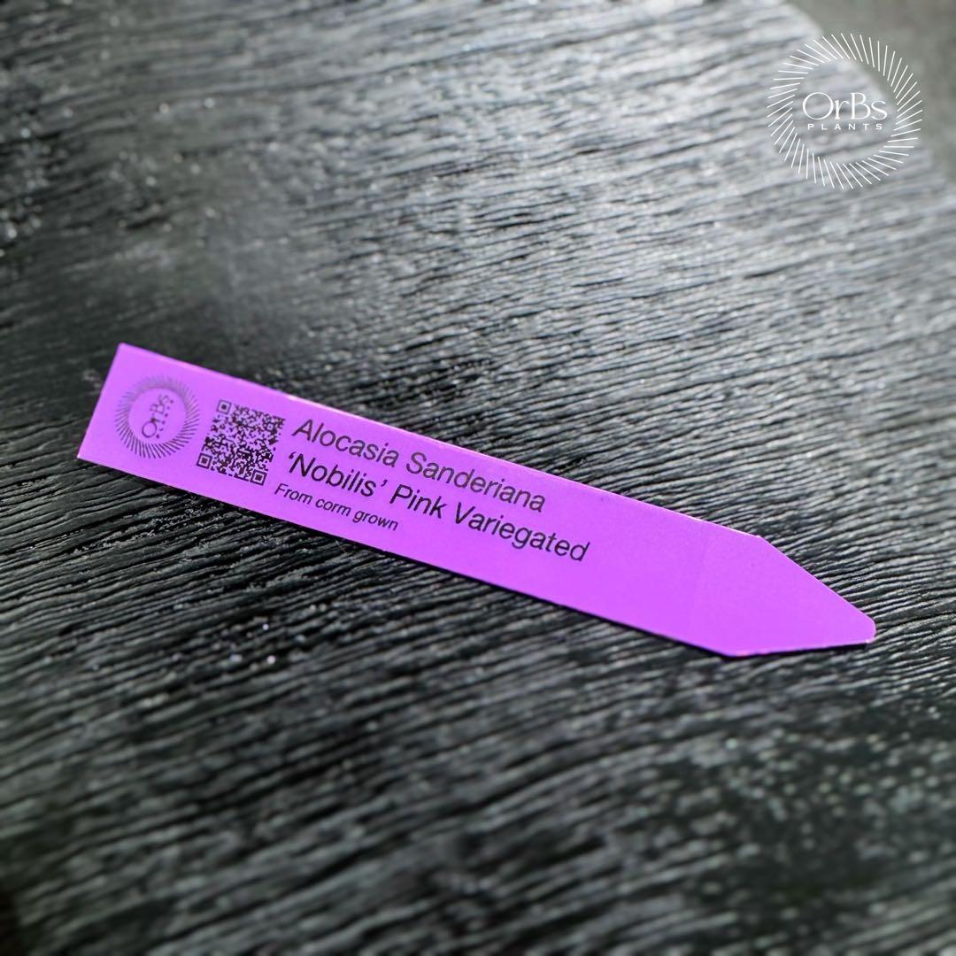 最終価格【芋から育成】アロカシア ノビリス ピンク斑入り 良斑 ※鉢のまま発送