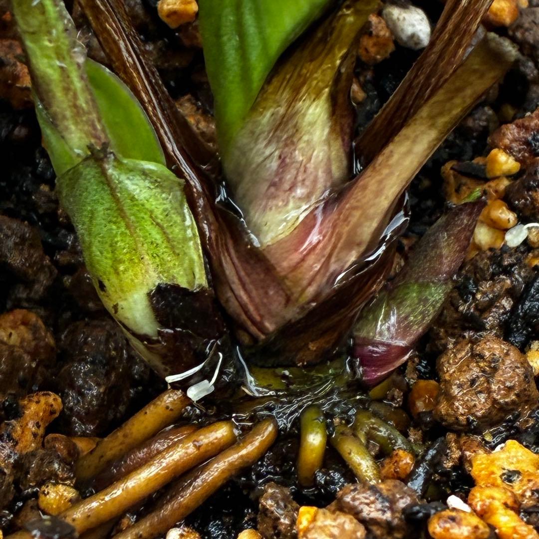 小*夏様 3448☘️花、タグ付☘️⭐️ベビードール⭐️超小輪⭐️超コンパクト⭐