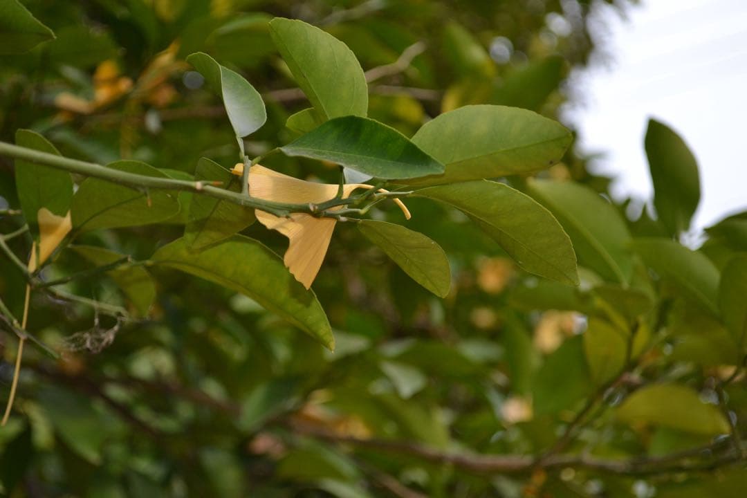 【美品✨】Nikon D3100 18-55 VR Kit デジタル一眼レフ