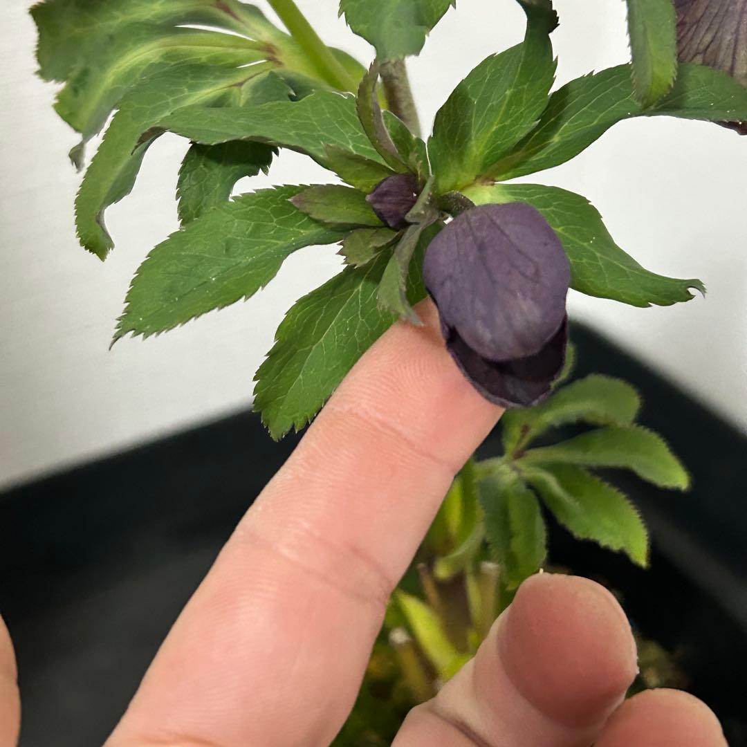 クリスマスローズセミダブルA2 花1つぼみ6