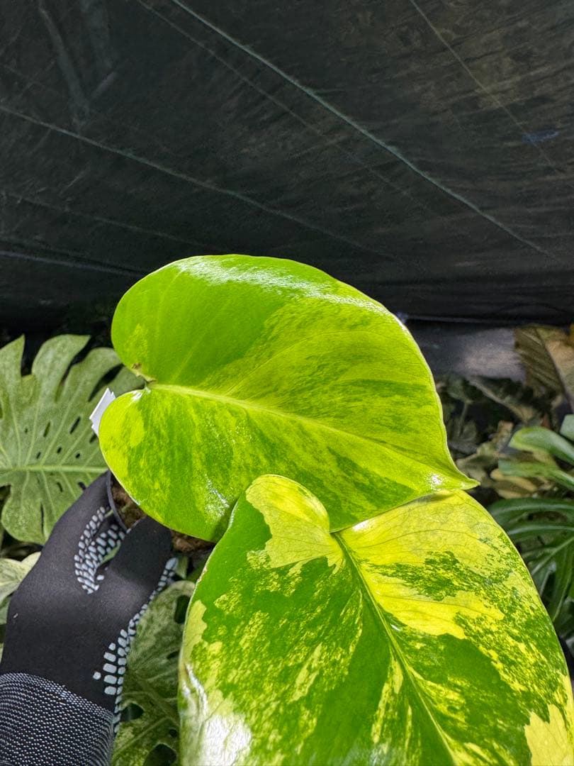 Mr5モンステラ　イエローマリリン　黄斑入り