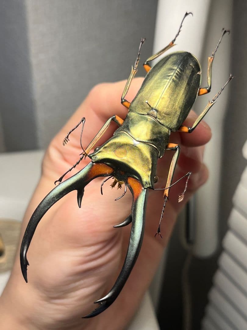 【94mm】エラフスホソアカクワガタ Cyclommatus 本 標本 甲虫