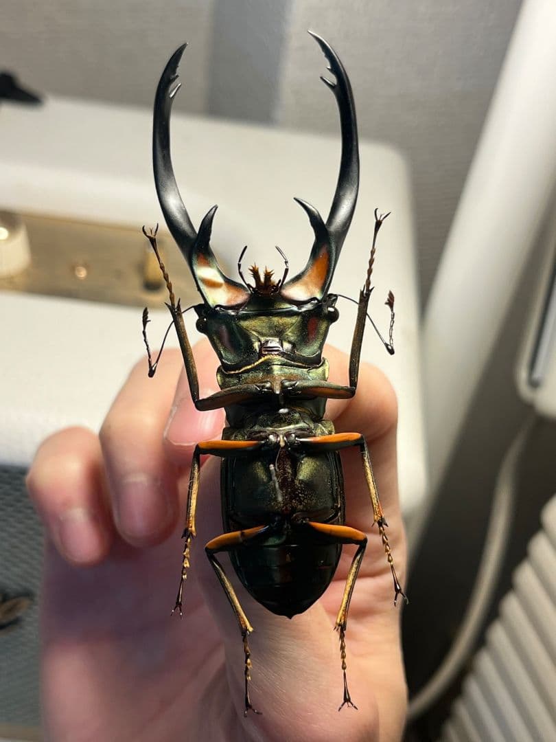 【94mm】エラフスホソアカクワガタ Cyclommatus 本 標本 甲虫