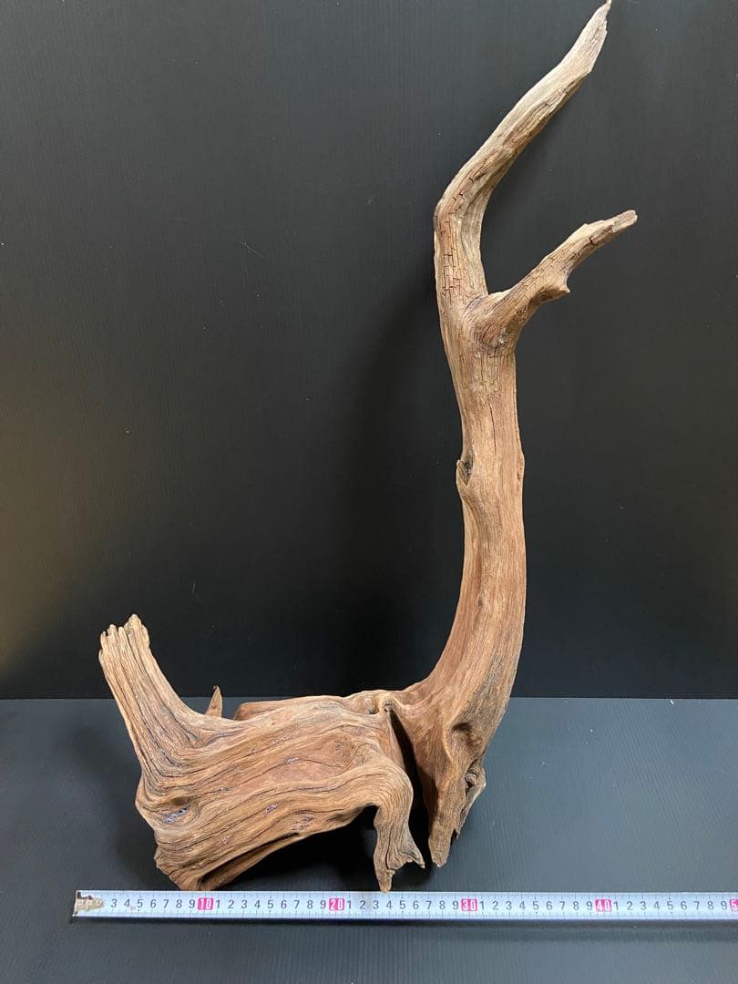 流木　大型　ホーンウッド　アクアリウム用