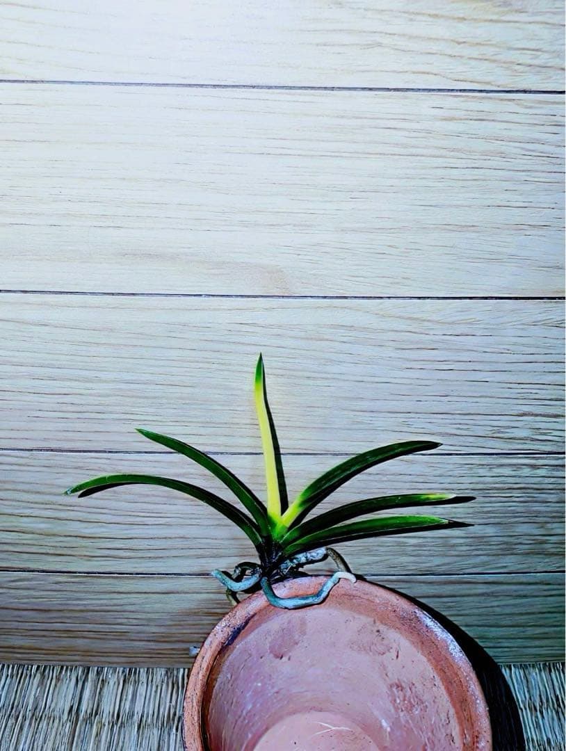 富貴蘭「金牡丹」（極光）