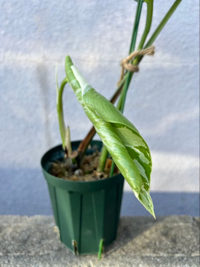 ピ*ス様 モンステラ　ミント　斑入り