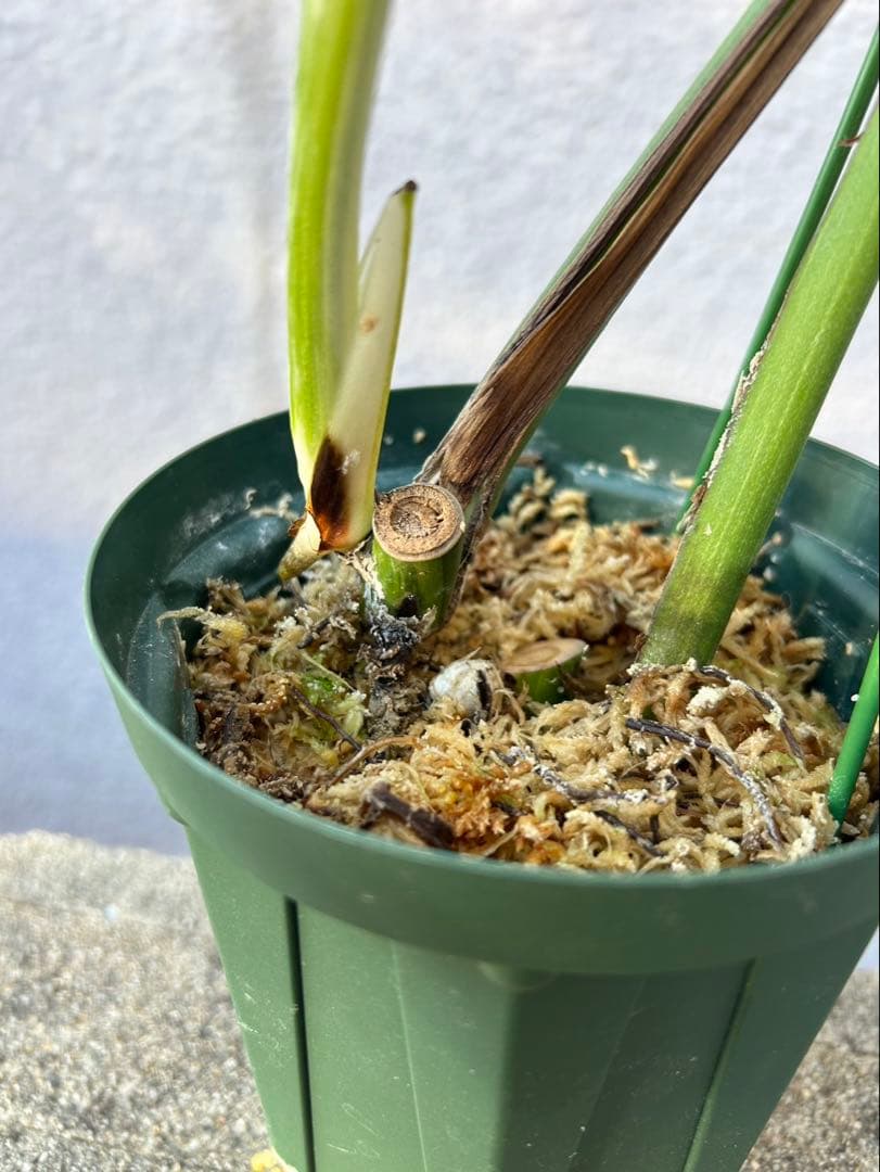 ピ*ス様 モンステラ　ミント　斑入り