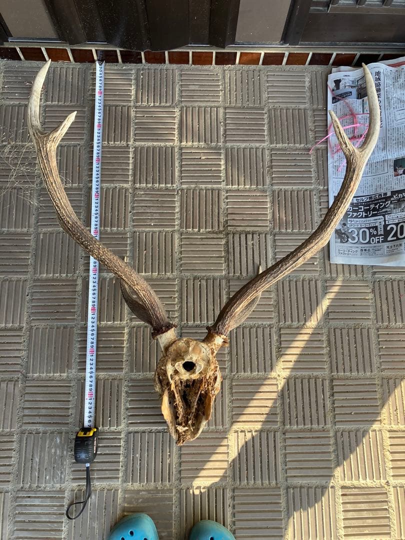 鹿の角と頭骨 エゾシカ
