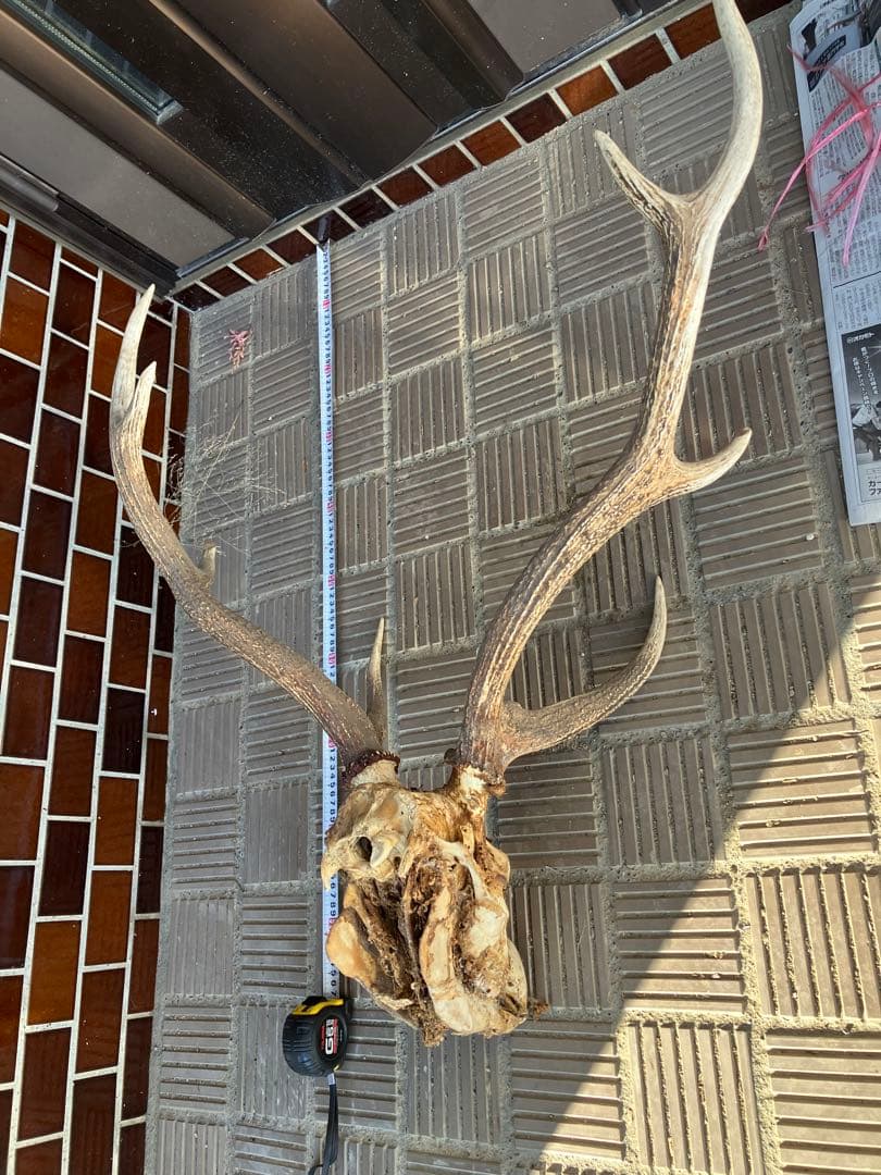 鹿の角と頭骨 エゾシカ