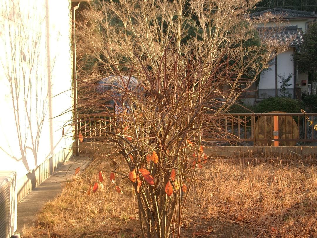 カシオ EXILIM EX-Z3 オールドコンデジ デジカメ バッテリー2個付き