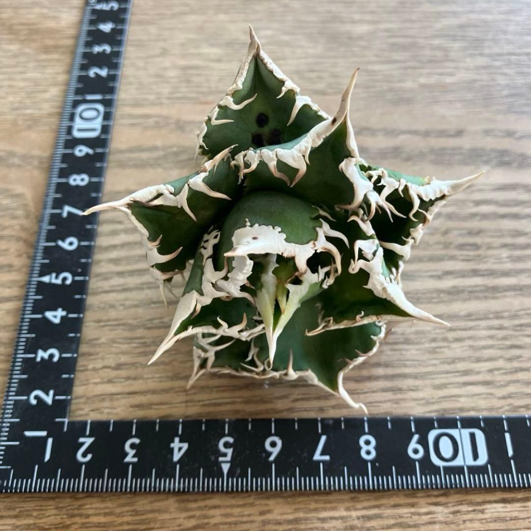 【初売り】75 超選抜　太棘　優秀　バンド幅特大　アガベ　白豪刺TC 匿名配送⑧