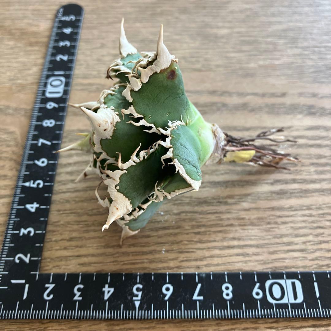 【初売り】75 超選抜　太棘　優秀　バンド幅特大　アガベ　白豪刺TC 匿名配送⑧