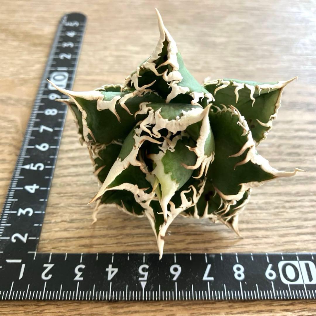 【初売り】75 超選抜　太棘　優秀　バンド幅特大　アガベ　白豪刺TC 匿名配送⑧