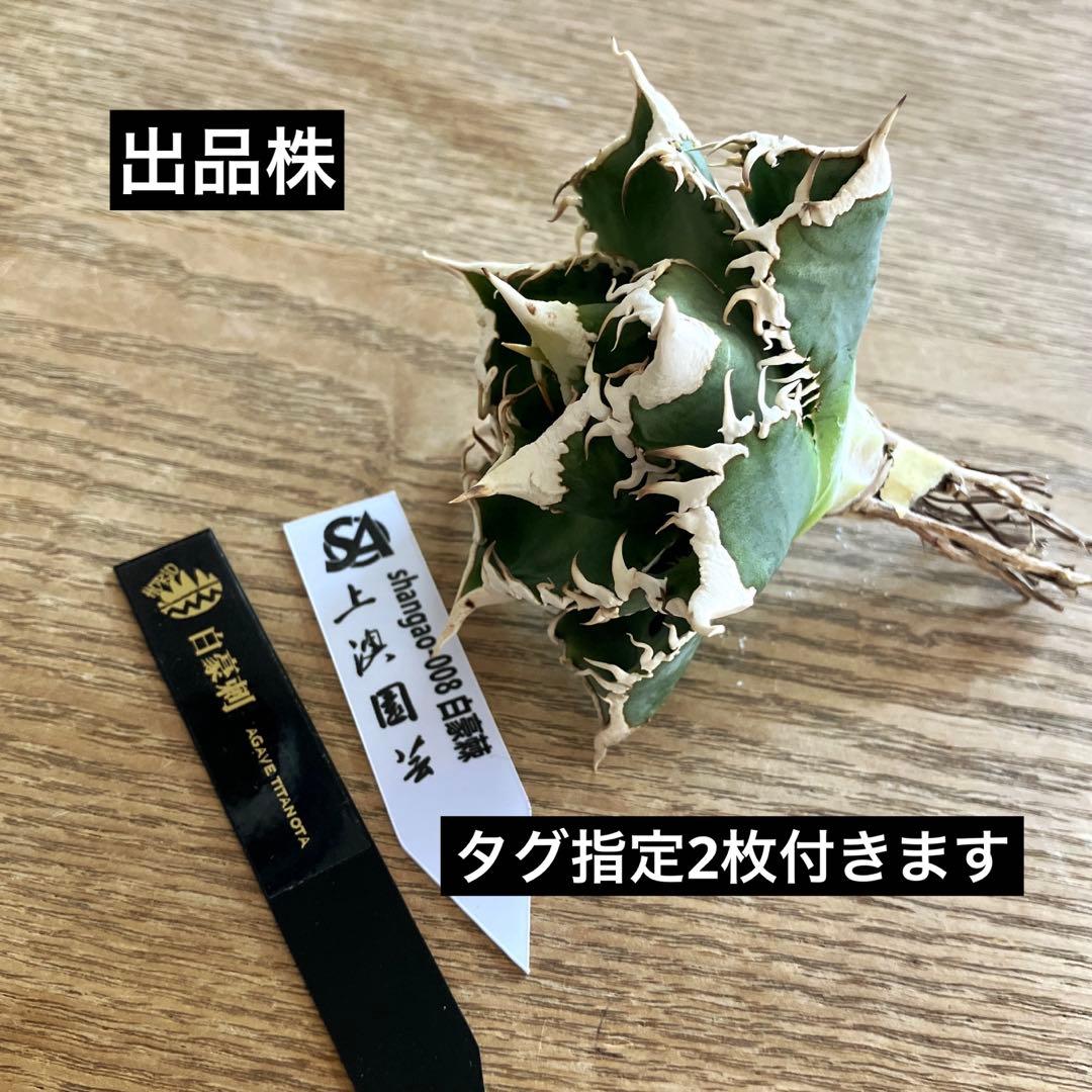 【初売り】75 超選抜　太棘　優秀　バンド幅特大　アガベ　白豪刺TC 匿名配送⑧