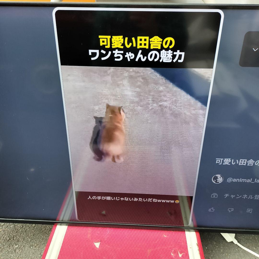 REGZA レグザ 50C350X 液晶テレビ 2021製 50型インチ 東芝