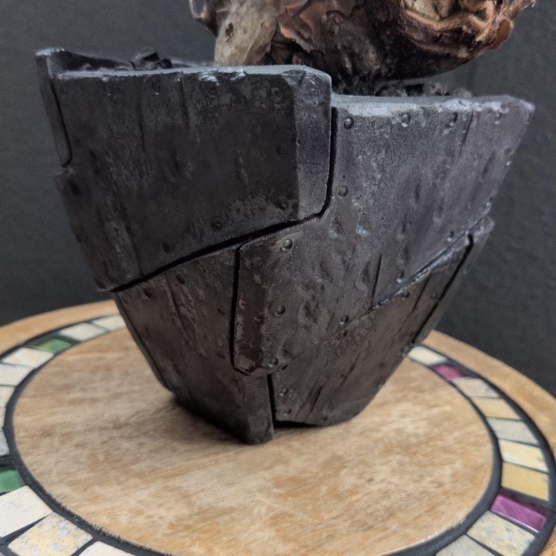 か*き様 コミフォラ　モンストローサ　発根済み　現地球