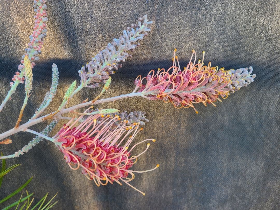 【花芽付き・大株】グレビレア ピンクサプライズ 7号鉢 高さ約200cm 希少