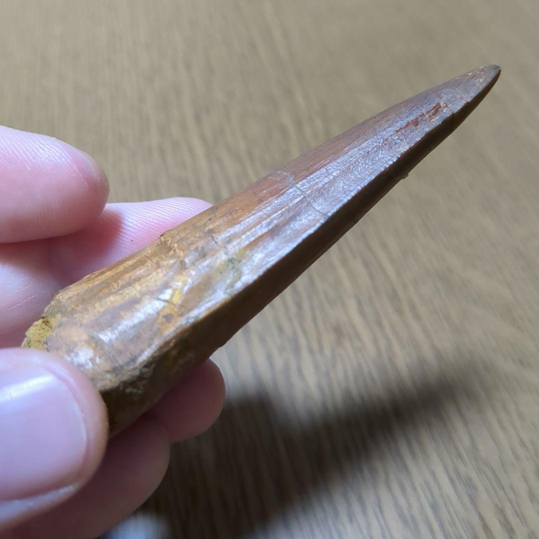 恐竜 化石 スピノサウルスの歯化石　　（値下げ交渉 可能‼️）