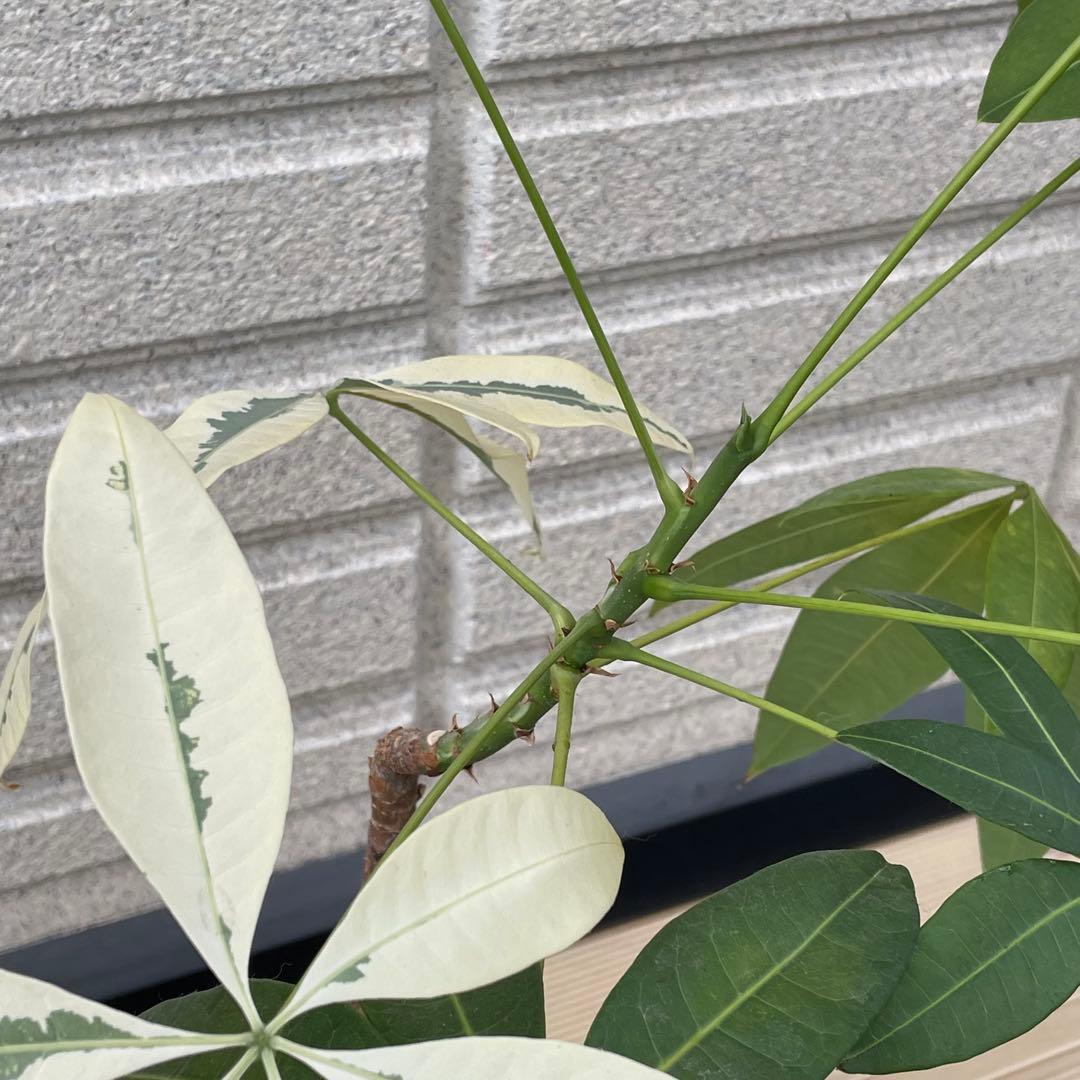 斑入りパキラ ムーンライト 希少 実生