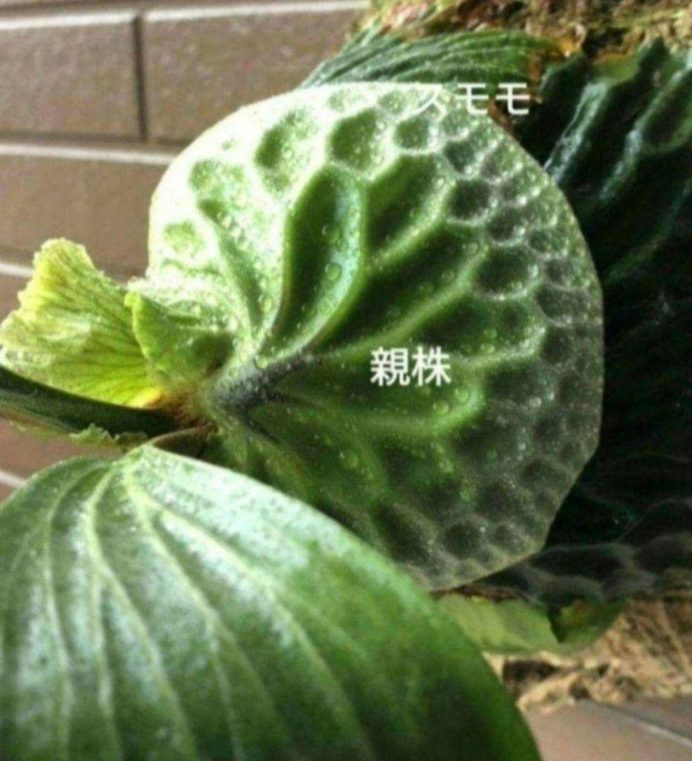 Ｍadagascariense (oc)株分 NO.27 マダガスカリエンセ