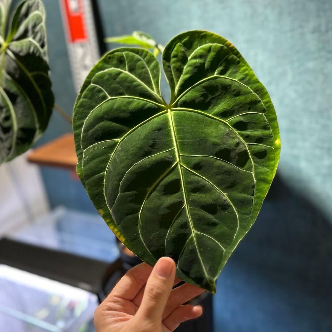 Anthurium regale アンスリウム レガレ