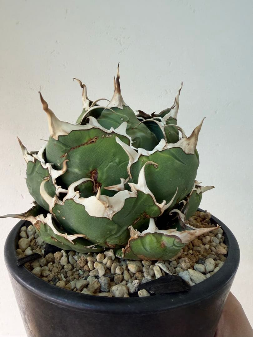 アガベ　大株セット【格安】