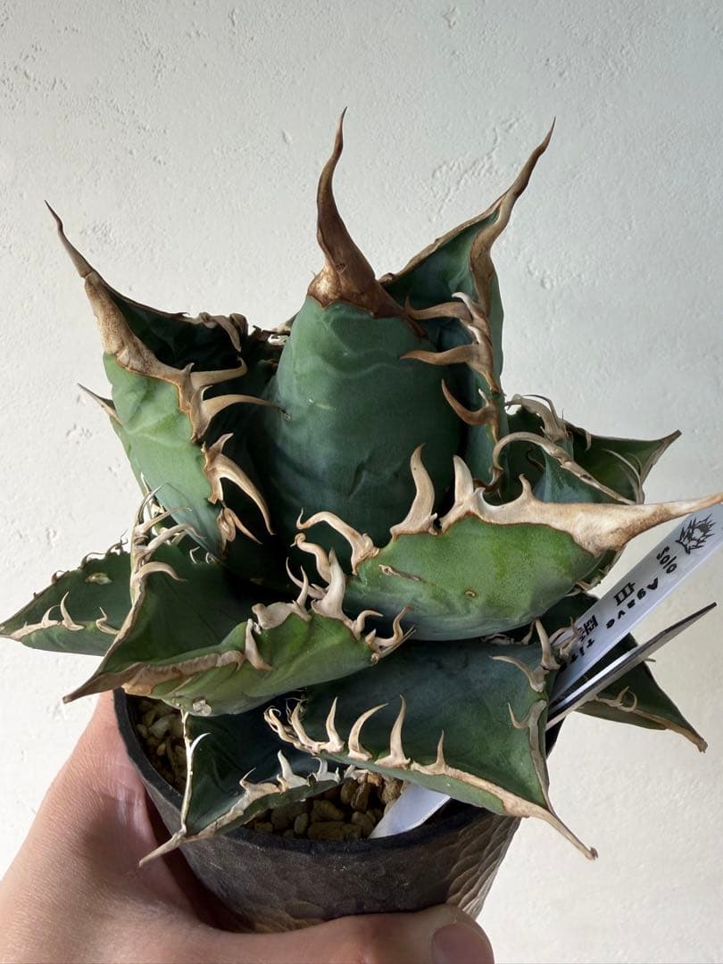 アガベ　大株セット【格安】