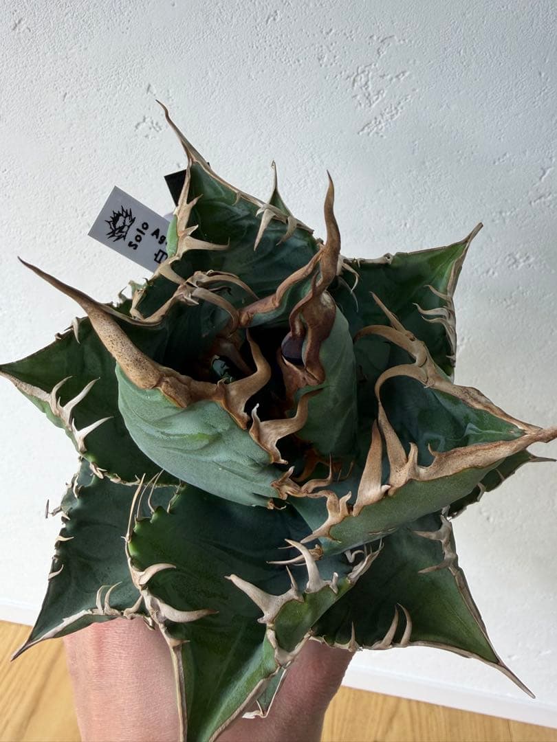 アガベ　大株セット【格安】