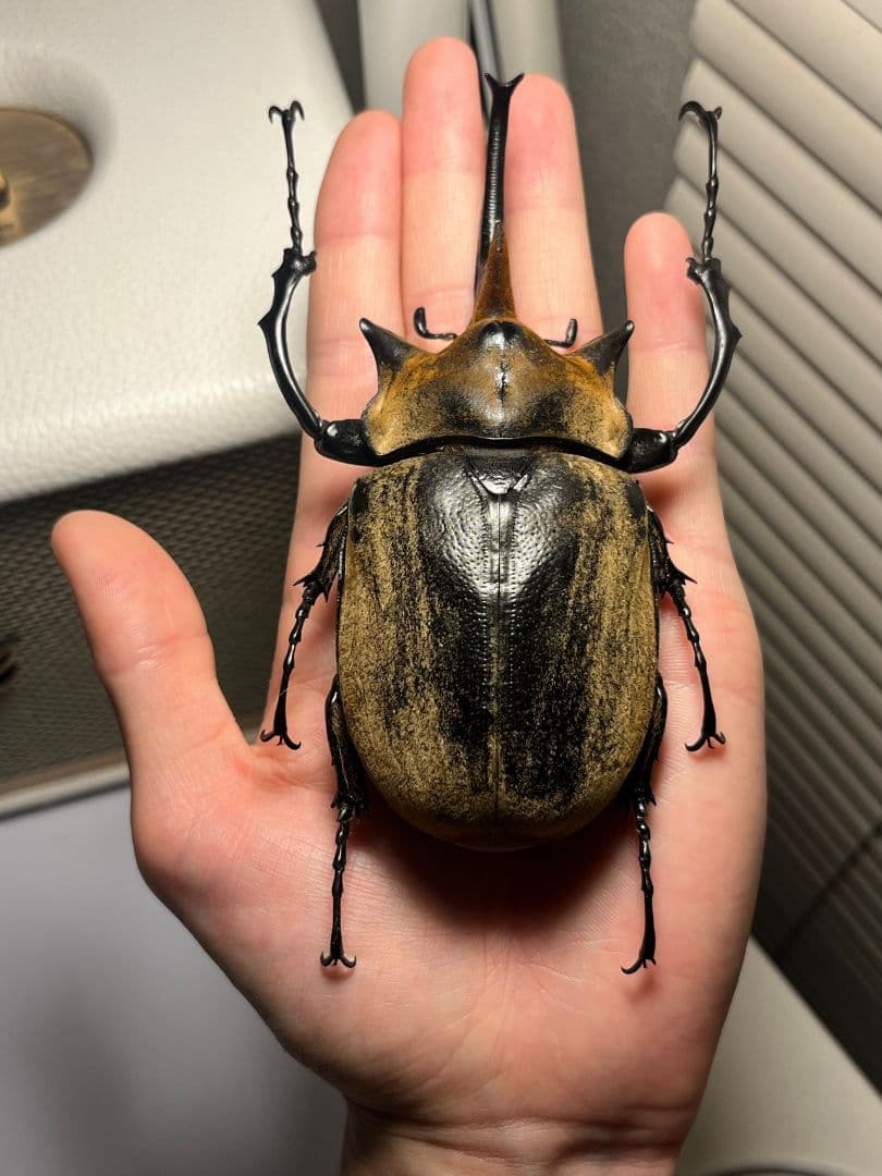 【WC123mm】エレファスゾウカブト コーカサスオオカブト 昆虫標本
