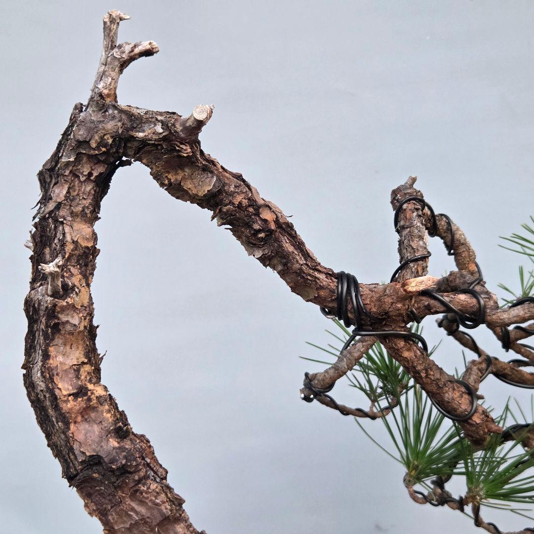 黒松　[変わり木]　中品盆栽素材