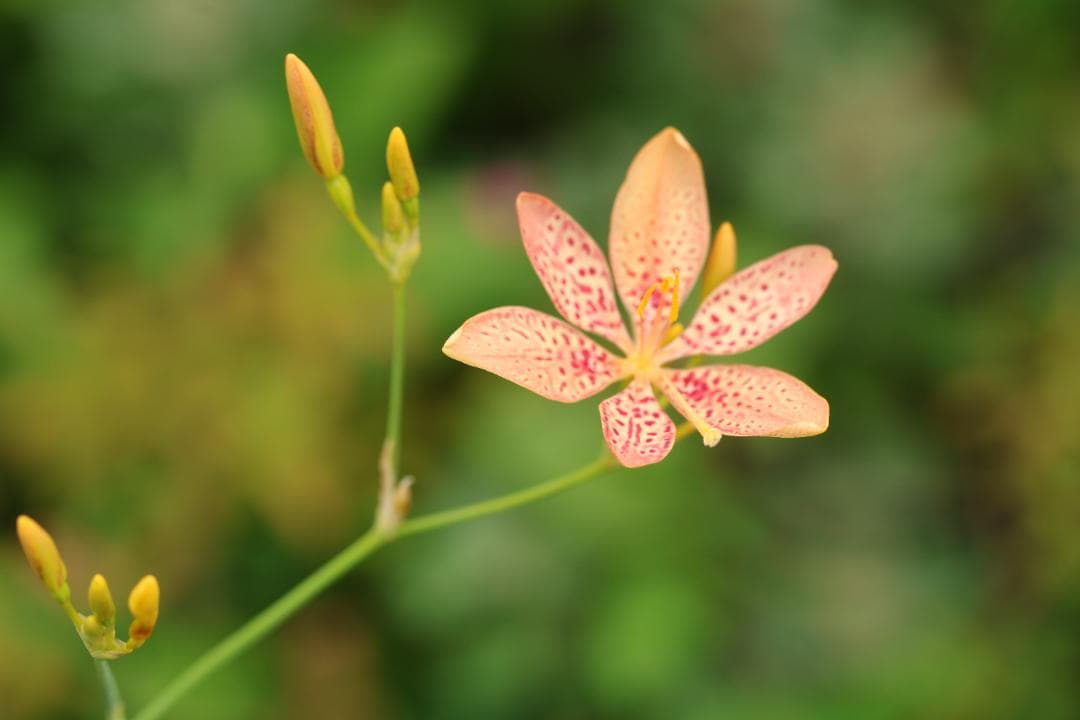 Canon EF 100mm f/2.8L マクロレンズ