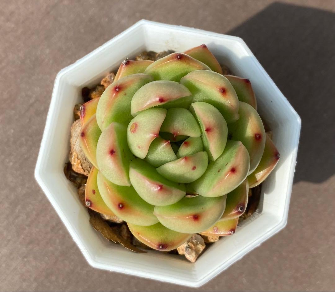 多肉植物　モンブラン