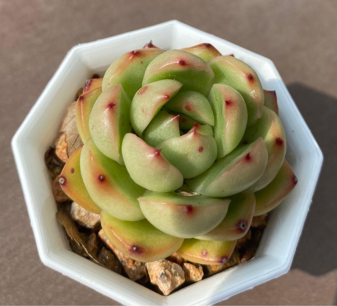 多肉植物　モンブラン