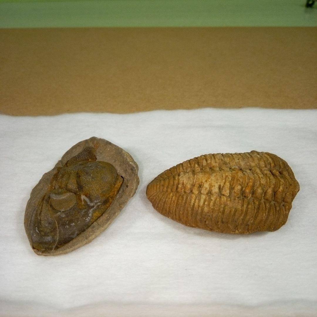 三葉虫　化石　fossil　ボリビア産　レア　Fossil判別③