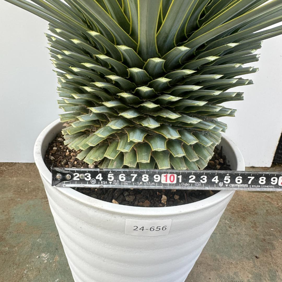 ユッカ　ロストラータ【24-656】超超美形　シルバーブルー