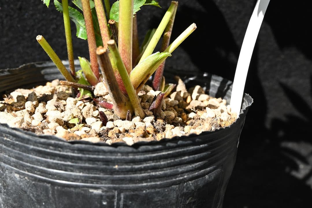 クリスマスローズ　認定シャガール　加藤農園