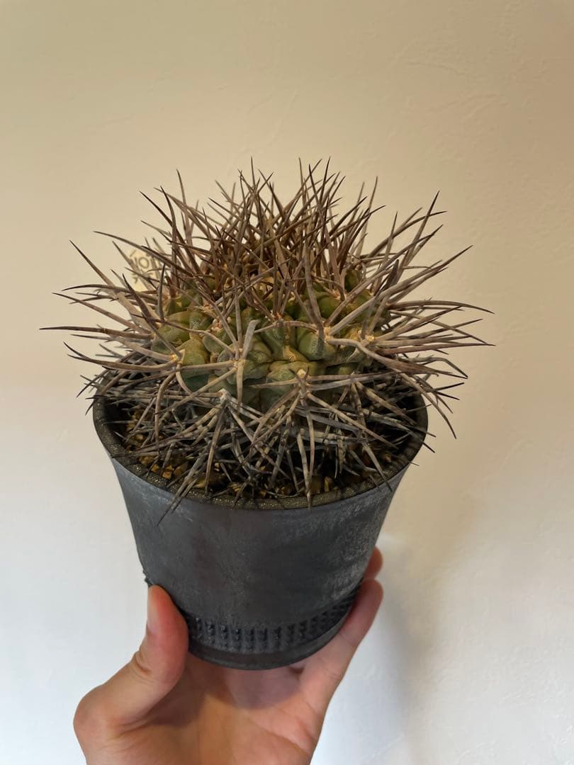 大株　魔天竜　spicygem鉢付き