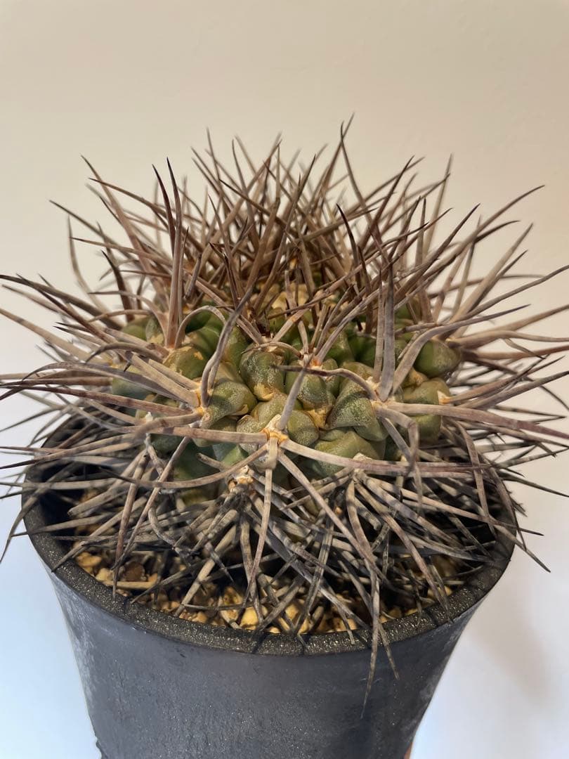 大株　魔天竜　spicygem鉢付き